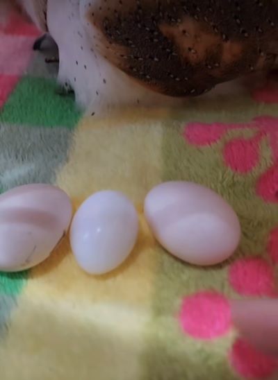 投稿動画のワンシーン