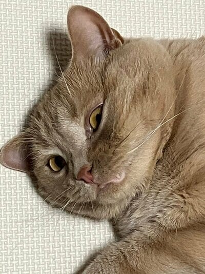 「ばぁ」で牙が現れました