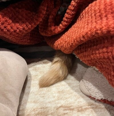 こたつからはみだす、虎太郎くんのしっぽ