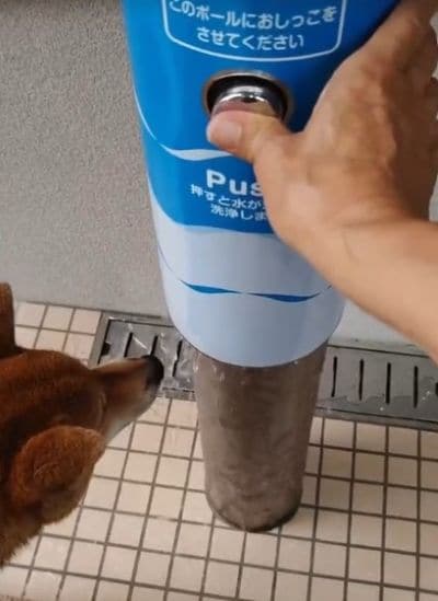 水を飲もうとする？ワンちゃんの様子
