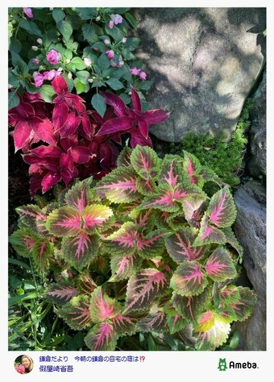 假屋崎省吾のAmebaブログ投稿