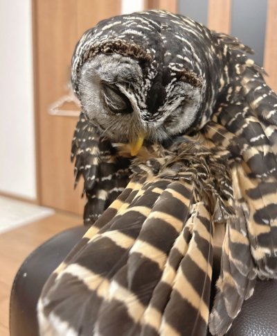 【羽繕いするフクロウ】「綺麗になったね」背中のお手入れも欠かさない…美しい羽に注目！