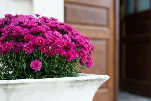【節約ガーデニング】今が植えどき！1苗で植木鉢いっぱいに咲く「秋の花」7選で玄関が映える