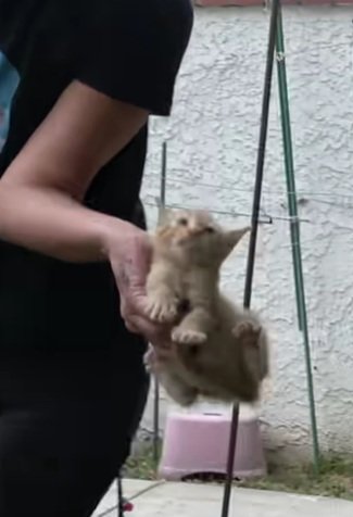 立て板と壁の間に閉じ込められた子猫たちを救出「お母さん猫も一緒に来てくれてよかった」の声