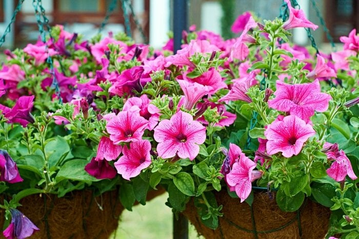 色とりどりの花をこんもりと花を咲かせる