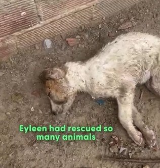 「生き残る可能性は低い」路上で“息絶えそうな状態の子犬”を保護 奇跡的な回復を遂げた「子犬らしい」姿に感動「愛の力は大きい」「天使」の声