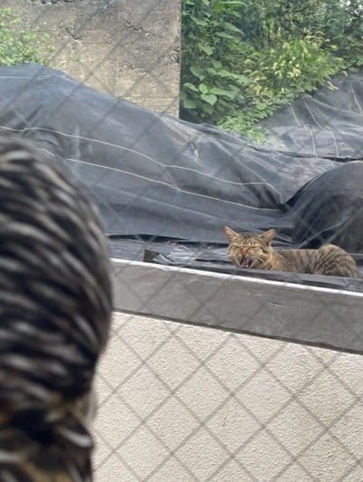 出所：@chacoowl1072