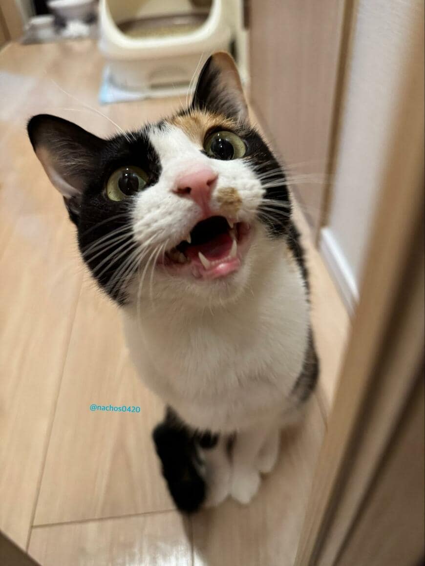 出所：@nachos0420