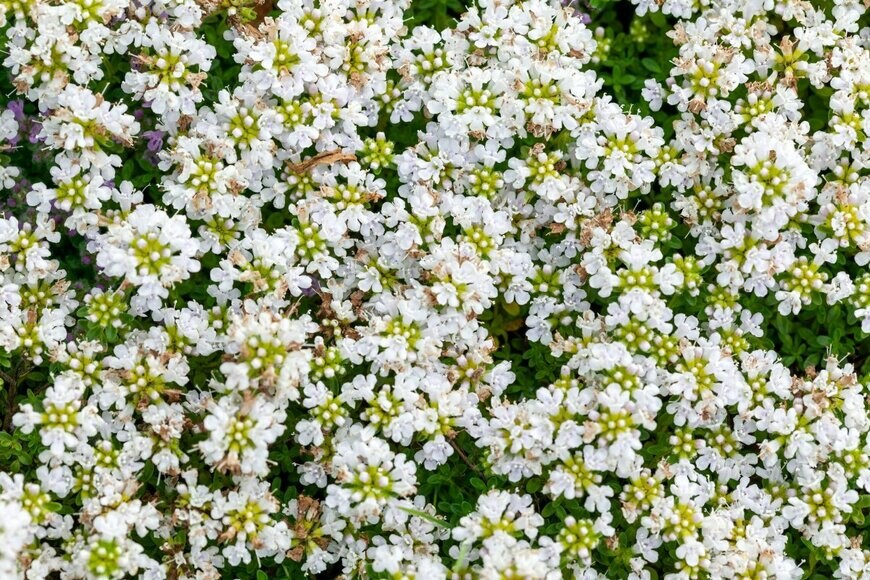 Tony Baggett/shutterstock.com