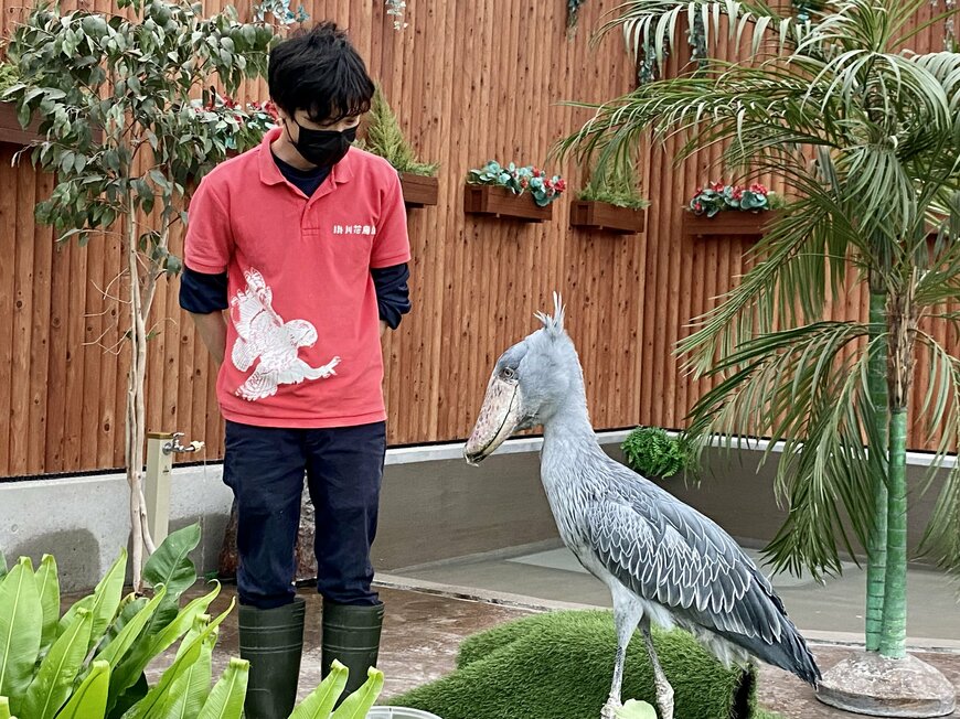 画像出所：ハシビロコウのふたばちゃん（筆者撮影）