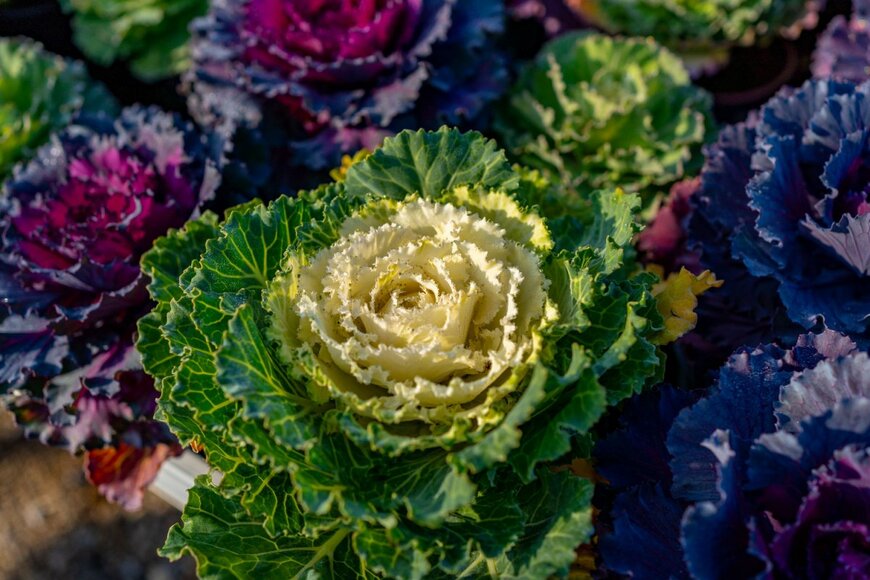                                                           Katka Molnarova/shutterstock.com