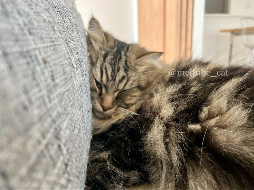 出所：@meltube_cat