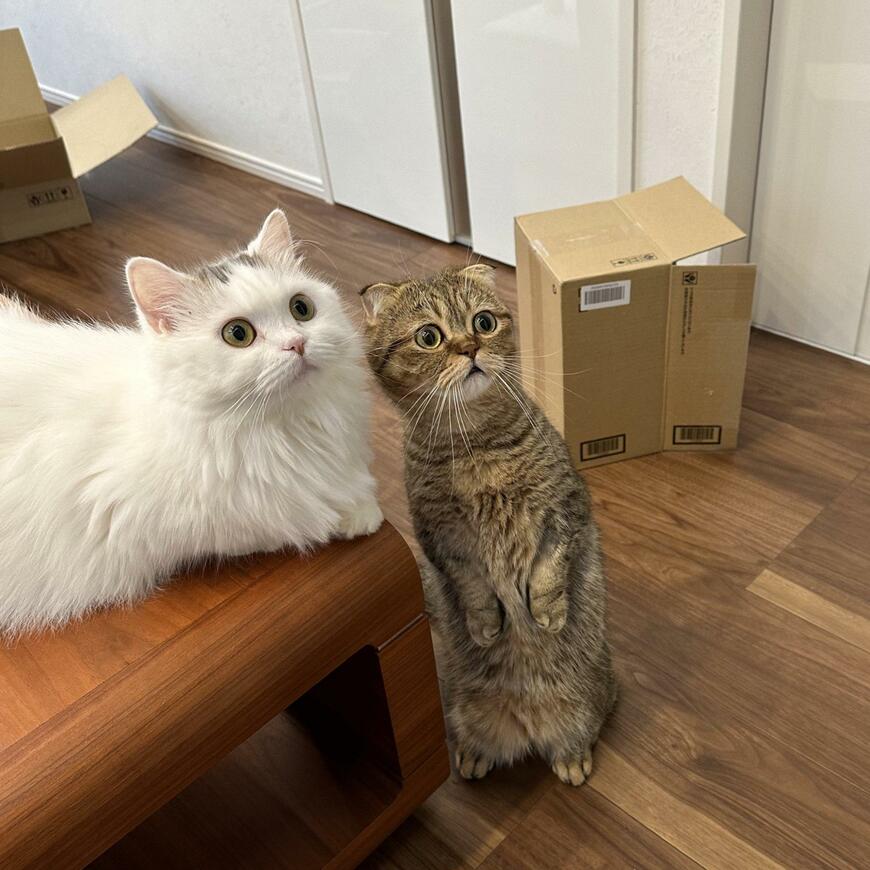 出所：@ponpokopontanu