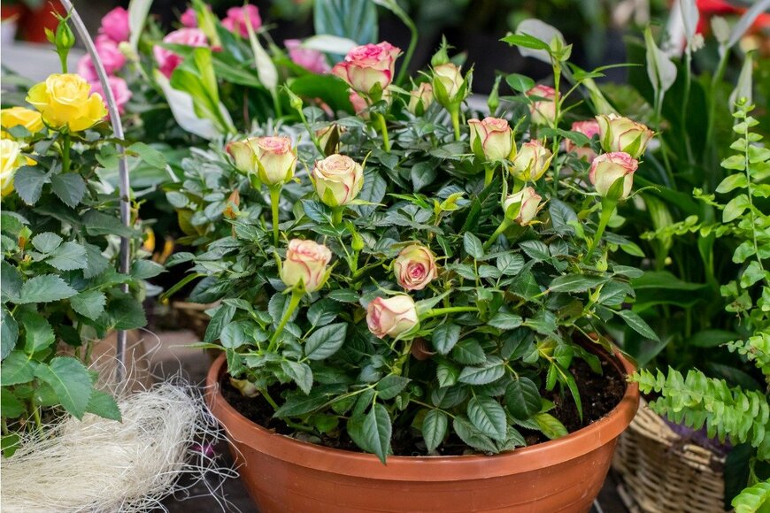 OlgaKorica/istockphot.com