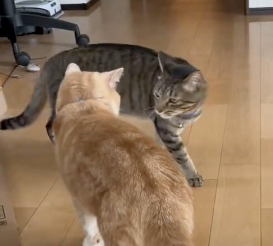 【先住猫 VS元保護猫】攻防戦が始まった結果→予想外の展開に思わず笑ってしまう