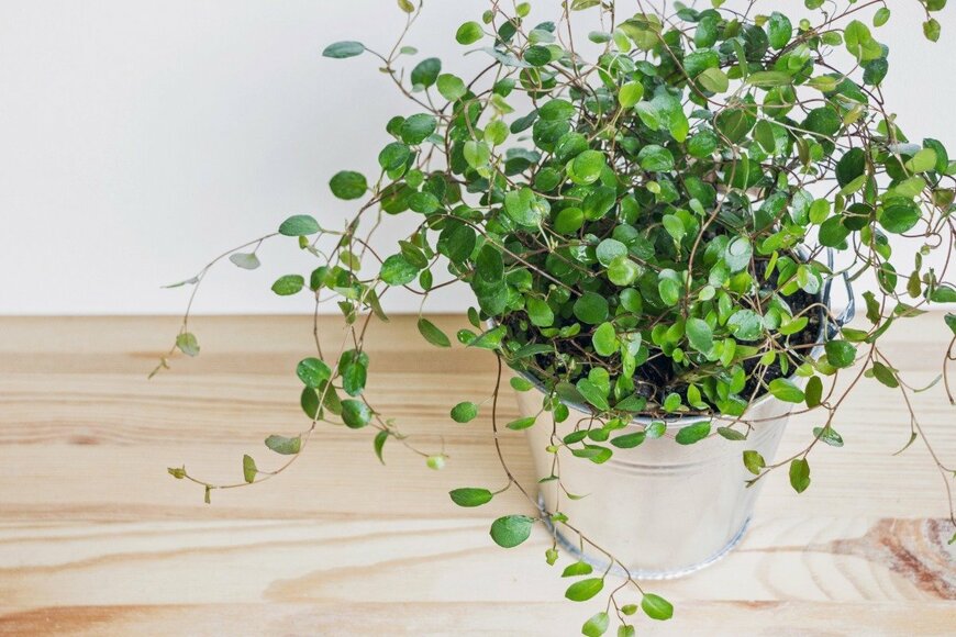 CCeliaPhoto/istockphoto.com