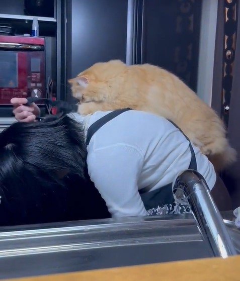 出所：@NEKOLAND13