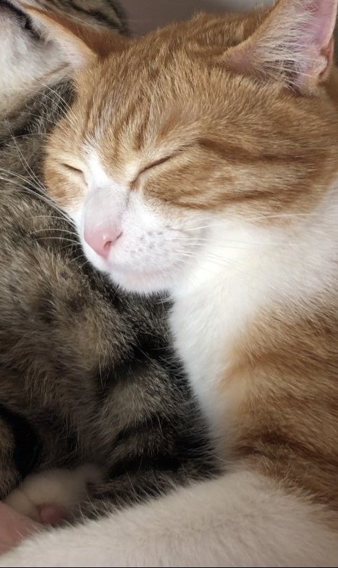 出所：@mero627puri914