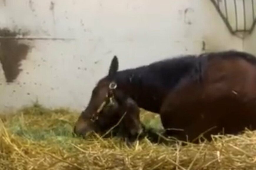 出所：@shirai_farm