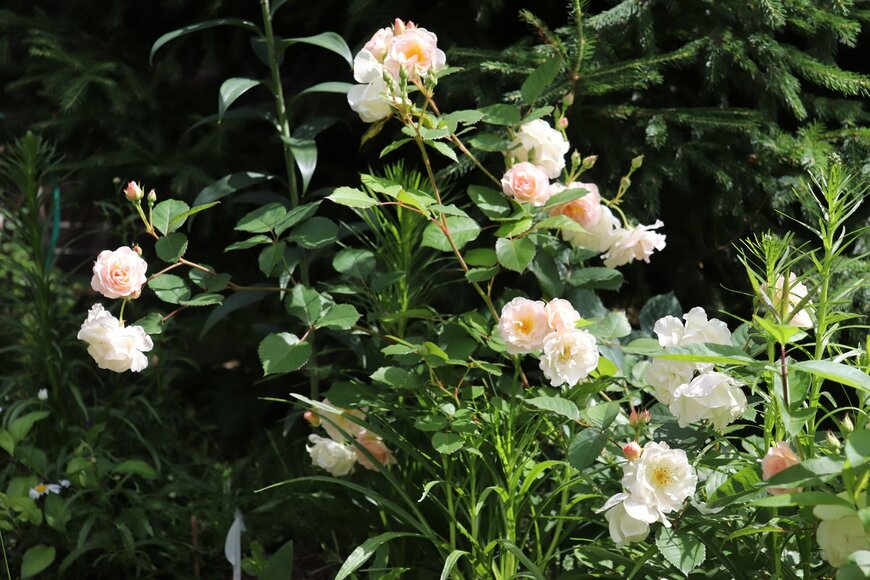 Galina Bolshakova 69/Shutterstock.com