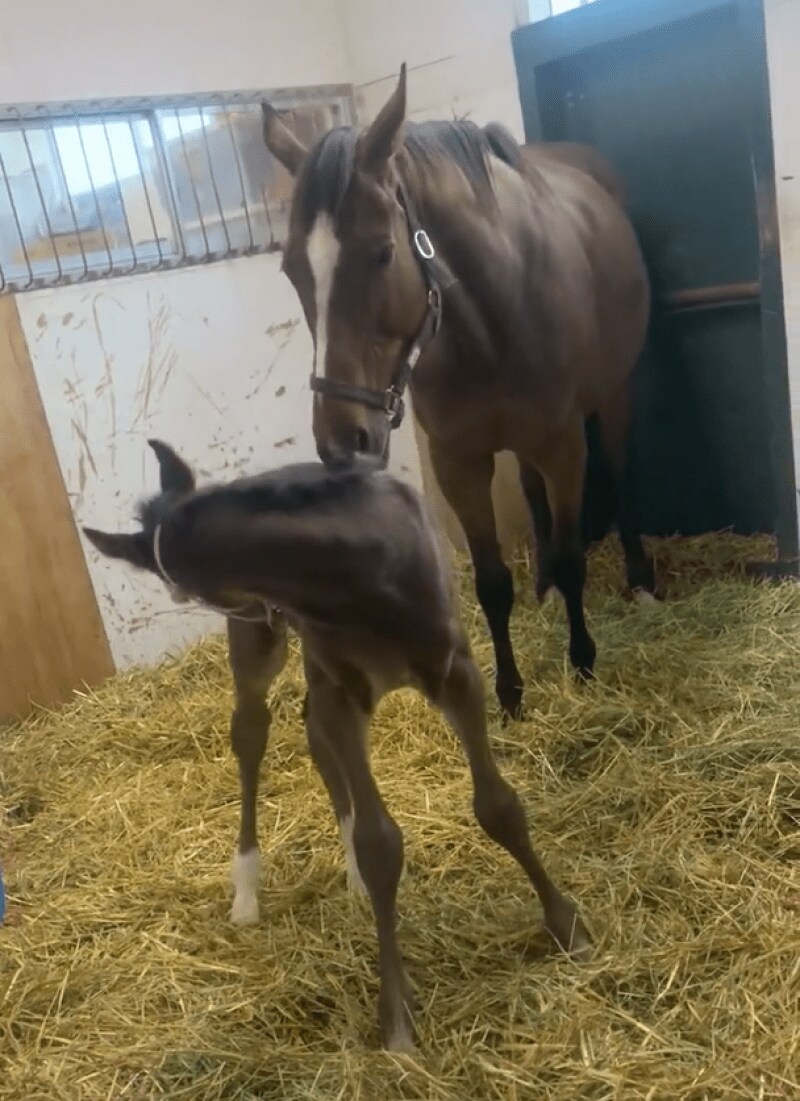 出所：白井牧場