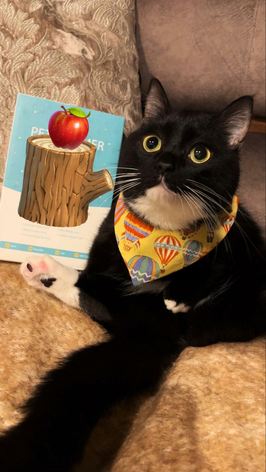 【悶絶】真ん丸ボディに胸キュン！猫なのに人間の赤ちゃんみたい！？