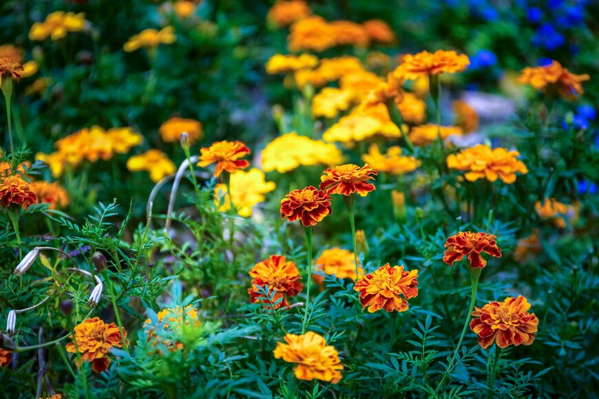 SakSa/Shutterstock.com