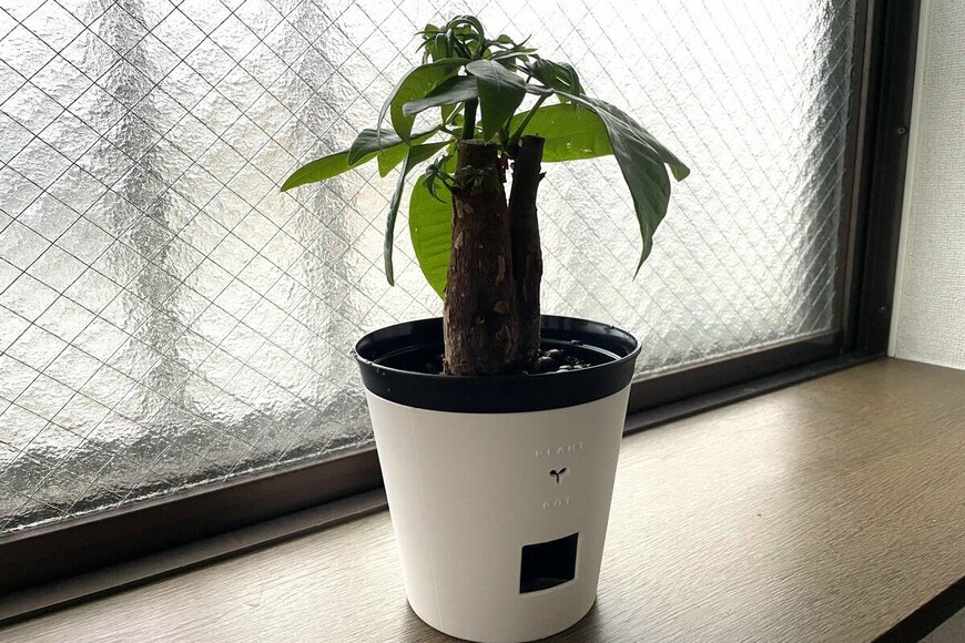 ダイソーで話題の園芸グッズ！観葉植物を育てやすい「底面吸水ポット」使ってみた