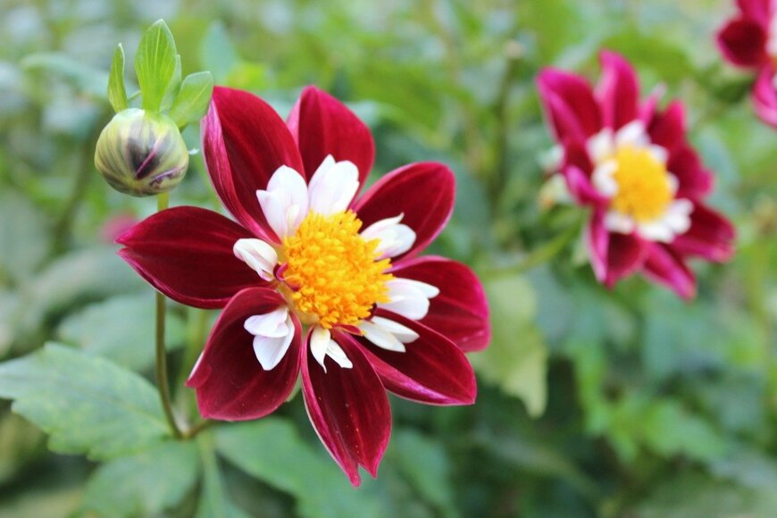 00Lena-sama00/istockphoto.com