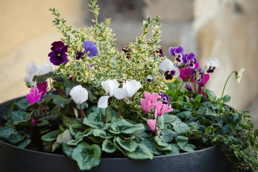 Tisha Razumovsky/shutterstock.com