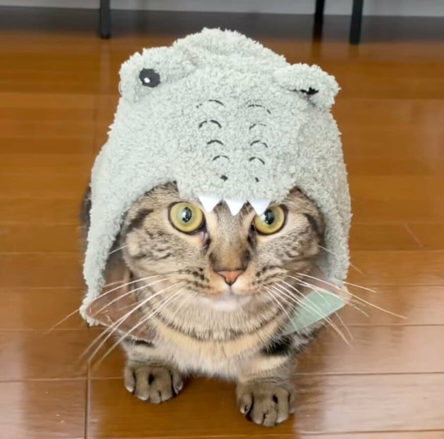 【驚き】猫が披露した「予想外のダンス」が大反響！まさかのステップに思わず目を疑う　