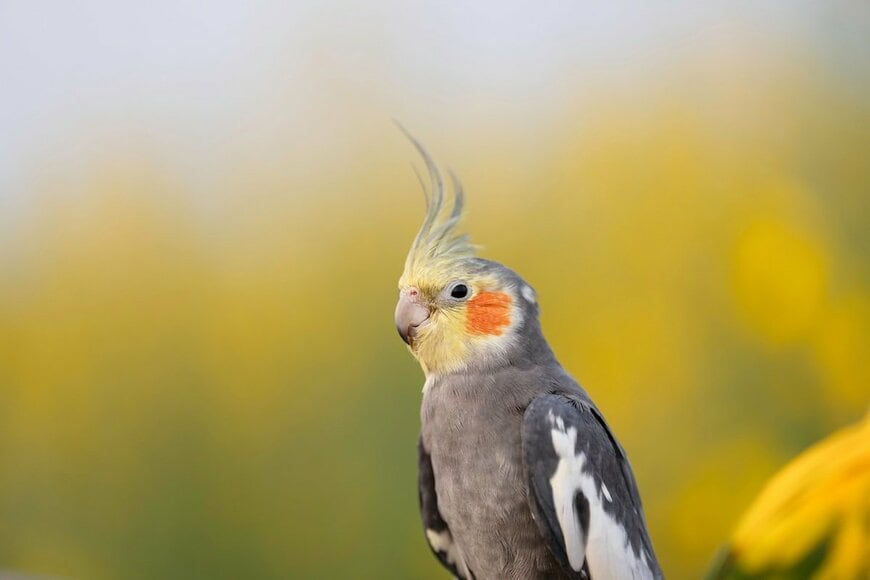飼い主に「撫でられるインコ」が話題　直後の行動に「君は鳥だよね？」