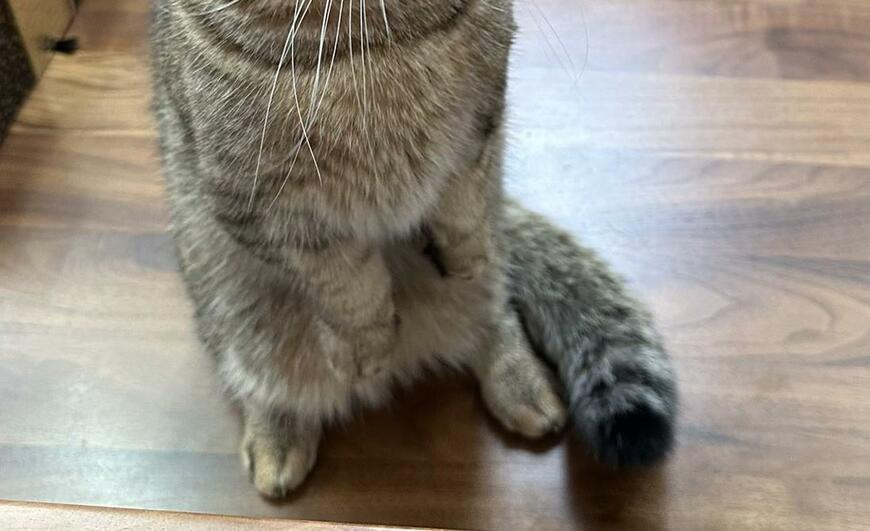 出所：@ponpokopontanu