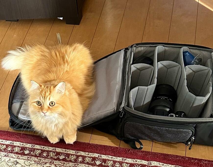 出所：@NEKOLAND13