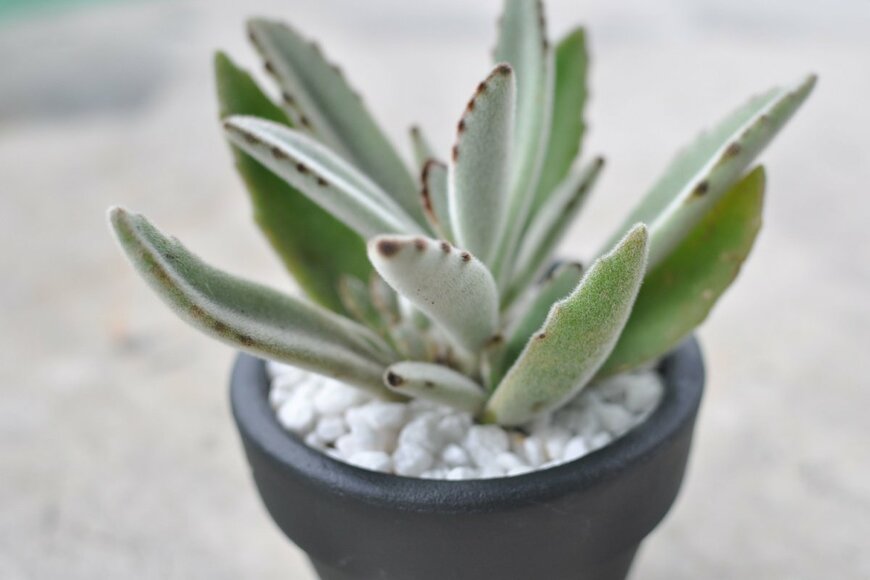 Daydreamr Digital Studio/shutterstock.com