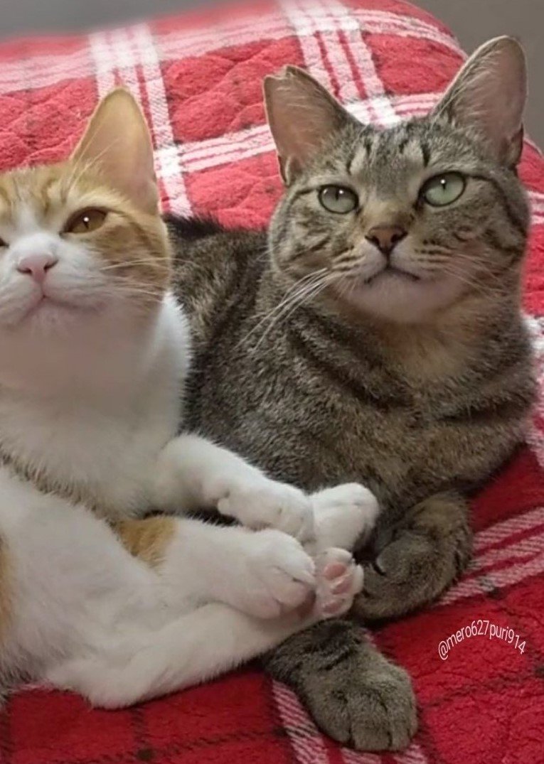 出所：@mero627puri914