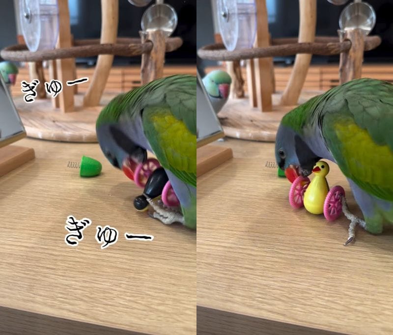 出所：@zundamame_cockatiel