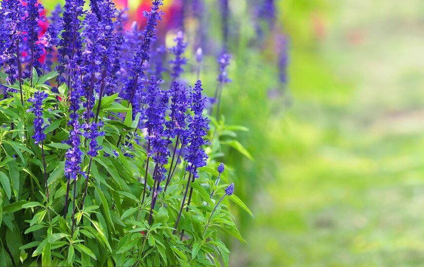 ANGHI/istockphoto.com