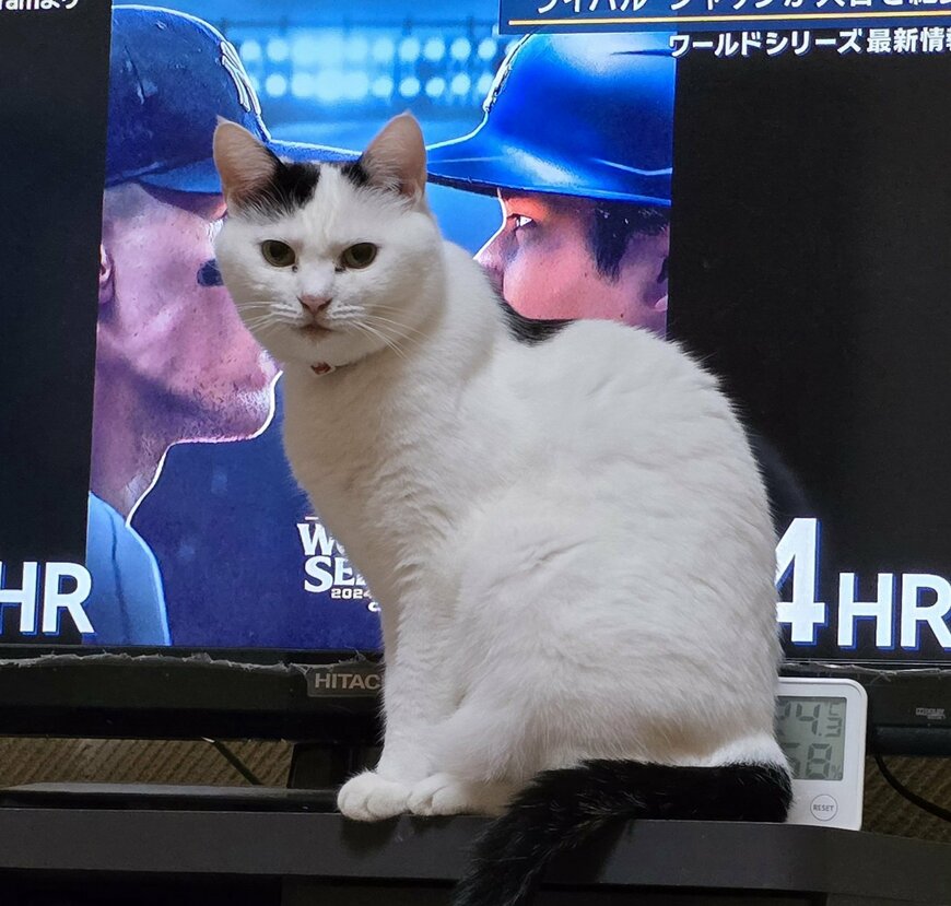 出所：@sironezumi77