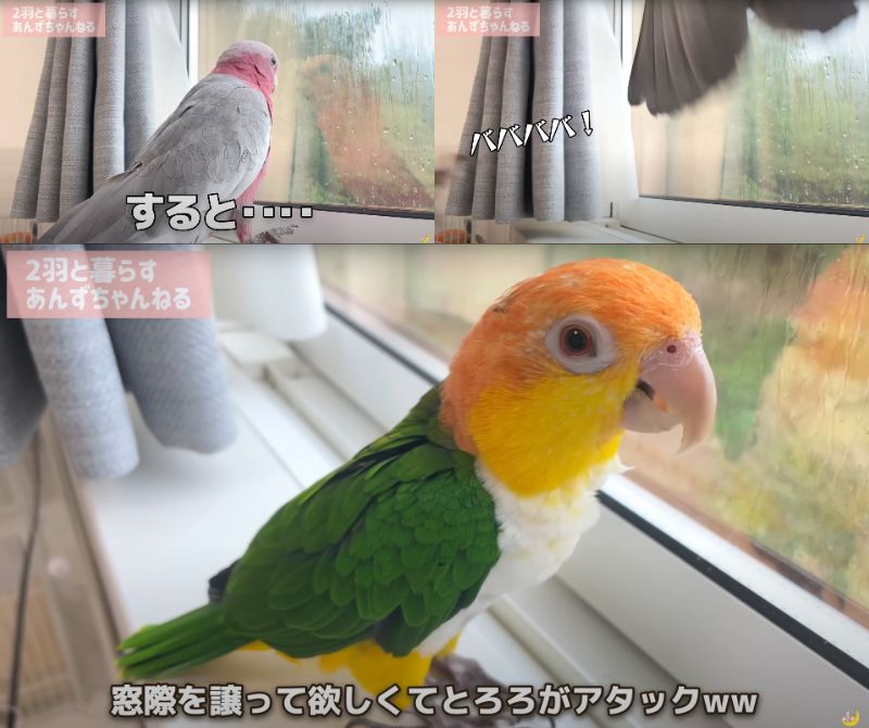 出所：@anz_omomiri