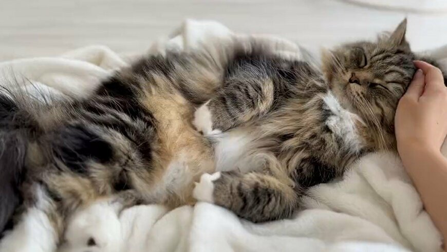 出所：@meltube_cat