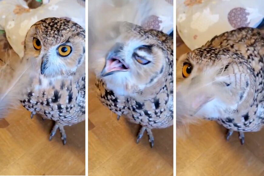 出所：@NORIKO_Rye