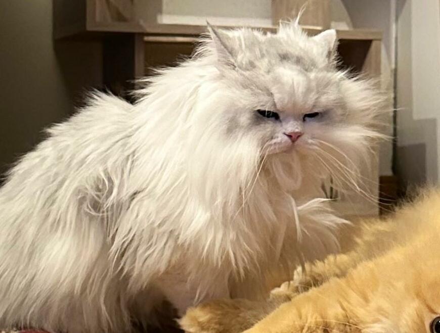 出所：@NEKOLAND13