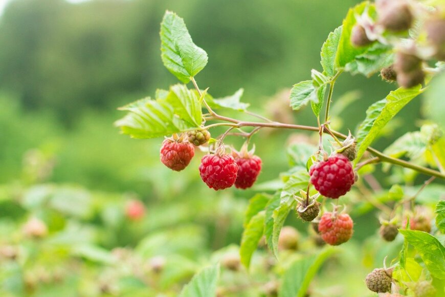 Ralers/istockphoto.com