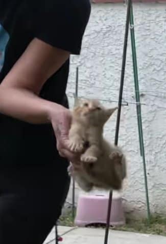 立て板と壁の間に閉じ込められた子猫たちを救出「お母さん猫も一緒に来てくれてよかった」の声