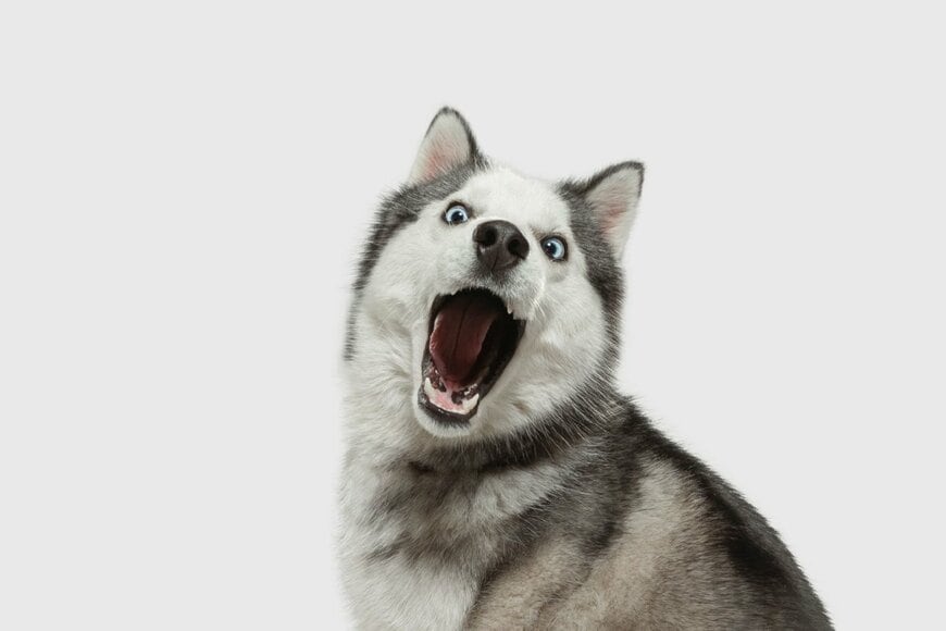 やっと寝た赤ちゃんの後ろで繰り広げられた「犬たちの大熱戦」　情報量が多すぎる1枚に「めっちゃ気になる」