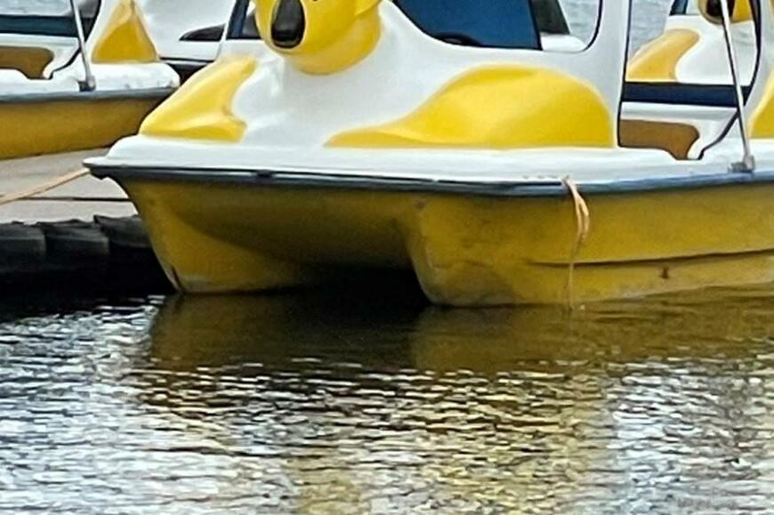 スワンボートかと思ったら…「肩幅エグい」　本栖湖で撮影された思わず笑ってしまう1枚