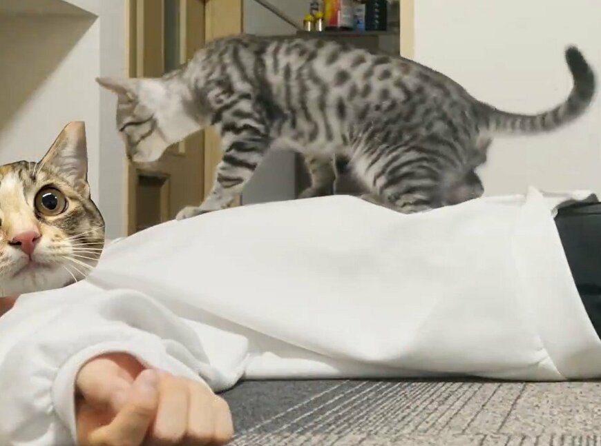 飼い主にのる猫