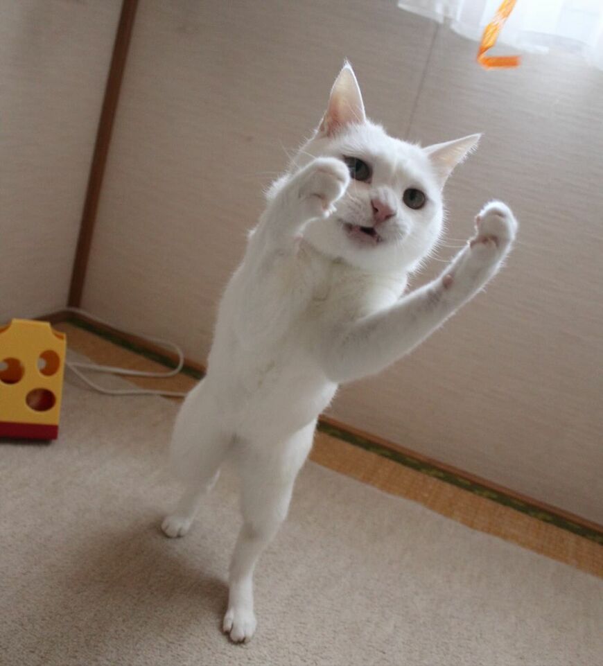 ファイティングポーズの猫