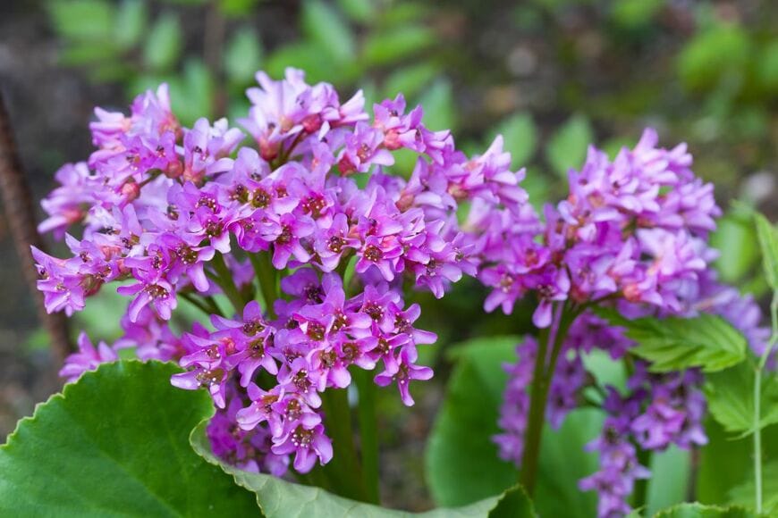 濃いピンクの花を咲かせている、ヒマラヤユキノシタ」